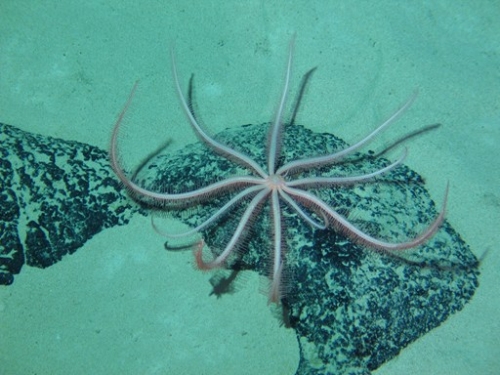 蛟龙号成功进行航次首潜 开展微型?？厍彼魇匝? border=